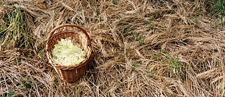 Flowers in a basket