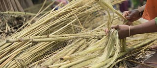 Jute