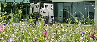 Blumenwiese, Akademie der Schönen Künste Kattowitz