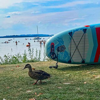 Eine Ente und ein SUP-Board am Seeufer