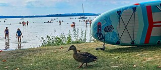 Eine Ente und ein SUP-Board am Seeufer