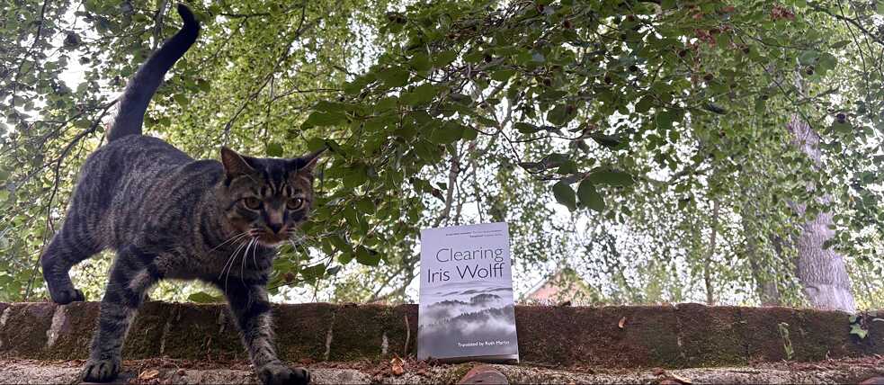 Das Buch "Clearing" von Iris Wolff steht auf einer Mauer umgeben von Bäumen