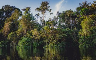 Cuyabeno, Ekvádor, 2025. Přírodní rezervace Cuyabeno v Ekvádoru se rozkládá na ploše asi 604 000 hektarů. Tato amazonská mokřadní oblast má jednu z nejvyšších úrovní biologické rozmanitosti na planetě a je domovem více než 500 druhů ptáků, 10 druhů opic a taky růžového říčního delfína.