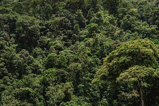 Cuyabeno, Ekvádor, 2025. Cuyabeno leží přímo na úpatí And, takže je zde o něco chladněji než v jiných částech Amazonie.