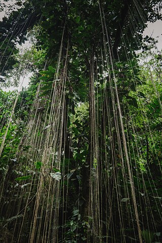 Cuyabeno, Ekvádor, 2025. Národní park Yasuní se rovněž nachází v ekvádorské Amazonii. Ačkoli mají jak Yasuní, tak Cuyabeno status chráněných oblastí, jejich území se překrývají s oblastmi, kde probíhá aktivní těžba ropy. Kromě problémů se znečištěním musí tyto rezervace čelit také postupnému rozšiřování těžebních činností. 