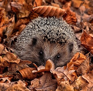 Hedgehog in pile of autumn leaves &copy; © Getty Images Hedgehog in pile of autumn leaves