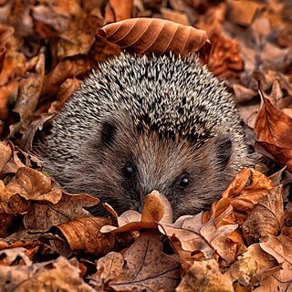 Ein Igel blickt aus einem Laubhaufen in die Kamera.