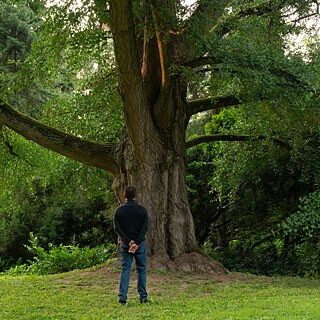 Ein Mann steht mit dem Rücken zu uns und schauft auf einen großen Baum vor ihm.