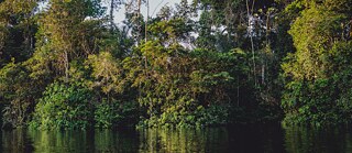 A river and a forest