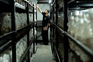 Working with living mycelium at the Shroomery Farm