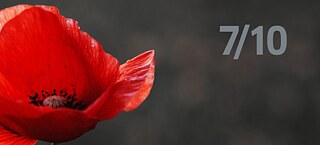 Mohnblume