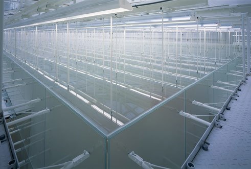 Maximilianeum München, Plenarsaal, Lichtdecke, Licht Kunst Licht AG