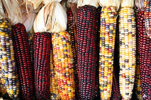 En Latinoamérica existen tantas palabras para hablar del maíz como recetas que lo incluyen. Pero además, los países del norte han encontrado nuevos usos para esta planta. Hoy el maíz sirve para hacer plástico, biocombustibles y edulcorantes. El maíz, base de la dieta de las cultura prehispánicas, es hoy uno de los productos más producidos y rentables en el primer mundo. Estados Unidos, con más de 350 millones de toneladas de maíz al año, es hoy su mayor productor. (Foto: Sam Fentress 2005, CC BY-SA 2.0.)