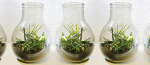 garden in a bottle