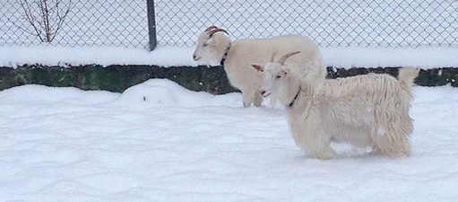 Anna-Sophie Berger, In a Future April, 2015, Courtesy the artist & JTT, New York