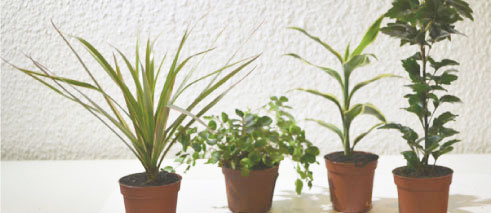 Jardin de bouteille - plantes