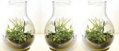 GARDEN IN A BOTTLE