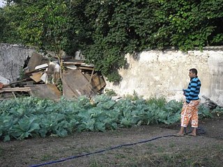 Le chef du bidonville d'Ecodrom admire les choux que son groupe a cultivés.