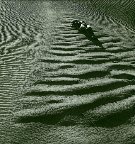 Aus dem Fotografieband „Blumen unter Blumen“ (1965–1989)