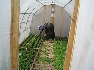 Une Romni enlève les mauvaises herbes dans la serre autour des semis.