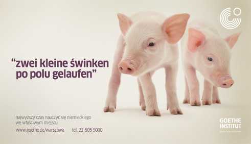 2 Schweinchen