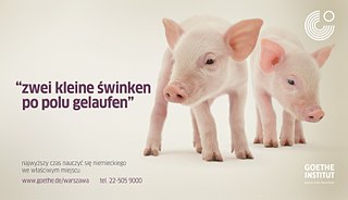 2 Schweinchen