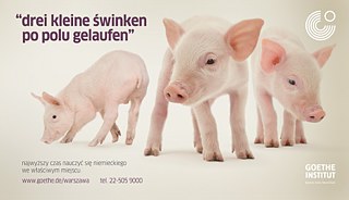 3 Schweinchen