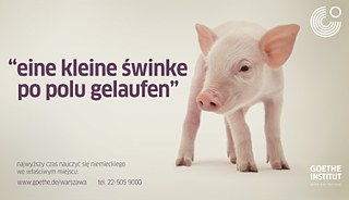 1 Schweinchen