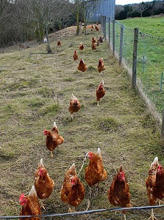 Poules des Amanins