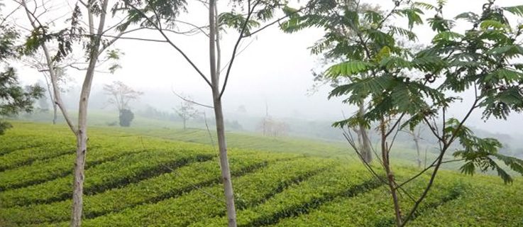 Ulla Lenze | Tea Plantation