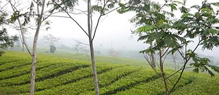 Ulla Lenze | Tea Plantation