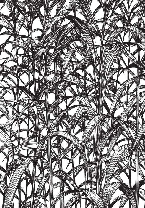 Ausschnitt aus „Mensch wie Gras wie” von Dietmar Dath (Text) und Oliver Scheibler (Illustrationen) © Verbrecher Verlag 2014