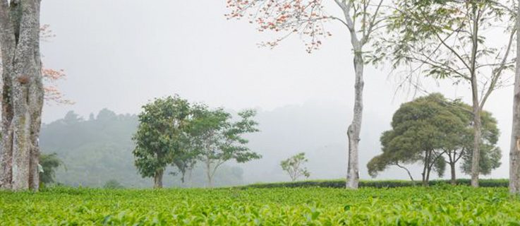 Ulla Lenze | Bandung, Tea Plantation