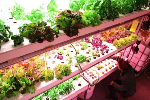 Zwischen 100 und 120 Gemüsesorten bevölkern die ehemaligen Fabrikräume.