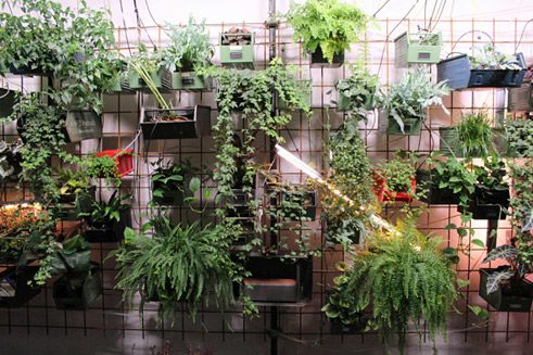 Prinzip der vertikalen Landwirtschaft: Eine Wand dient als Anbaufläche.
