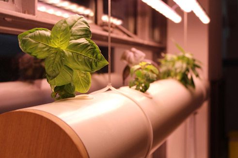 Mit „Pipe Garden“, einem hydroponischen Röhrensystem, begann die Vision von Infarm.