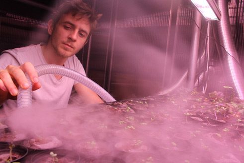 Unter LED-Beleuchtung werden flüssige Nährstoffe direkt an die Wurzeln herangebracht.