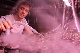 Unter LED-Beleuchtung werden flüssige Nährstoffe direkt an die Wurzeln herangebracht.