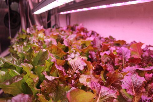Die gewählte Wellenlänge der Leuchtdioden ist ideal für die Photosynthese der Pflanzen.