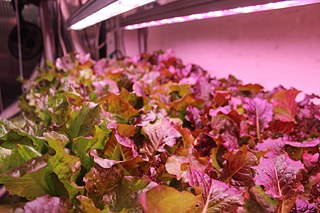 Die gewählte Wellenlänge der Leuchtdioden ist ideal für die Photosynthese der Pflanzen.