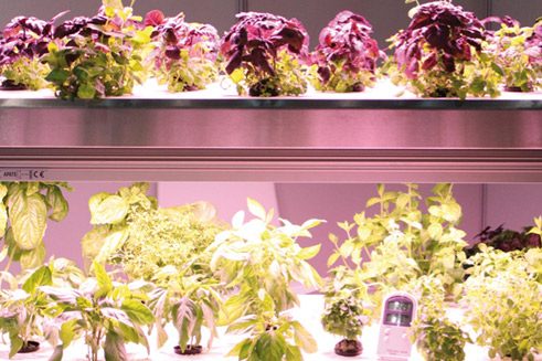 Bei Infarm wachsen Pflanzen übereinander gestapelt in Regalen auf.