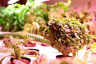 Gemüseraritäten wie Bonzai-Basilikum werden an Hotel- und Restaurantküchen geliefert.