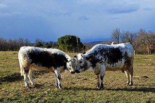 Des poules des « Amanins »
