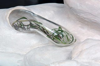 Helen Acosta, Claudia, Pfote