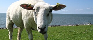Deichschaf