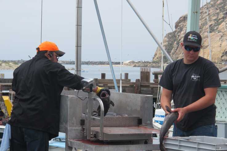 Rybáři třídí úlovek ryb v Morro Bay. V pozadí je vidět skála Morro Rock.