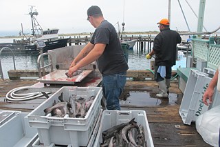 Grenadiere werden nach Gewichtsklassen verkauft, wobei die größten Fische den höchsten Preis erzielen.