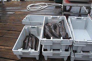 Die größten Exemplare können als ganzer Fisch verkauft werden, die Premiumkategorie.