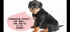 「家有失控妹」 