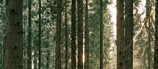 Wald bei Cronenberg, Bergisches Land 2012 (Ausschnitt)